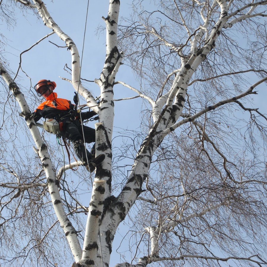 Обрезка и спил деревьев в Курске и области - Эверест46